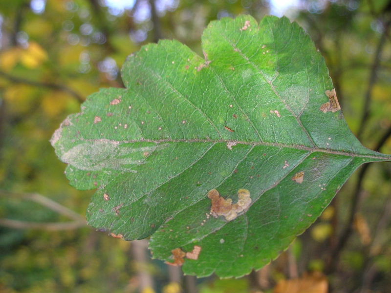 Crataegus oxyacantha / Biancospino selvatico